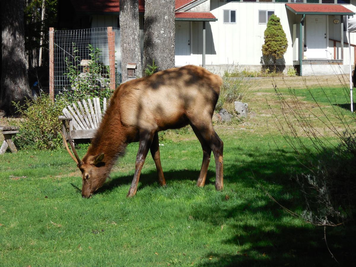 Mountain View Lodge - No Pets Allowed Packwood Exteriör bild