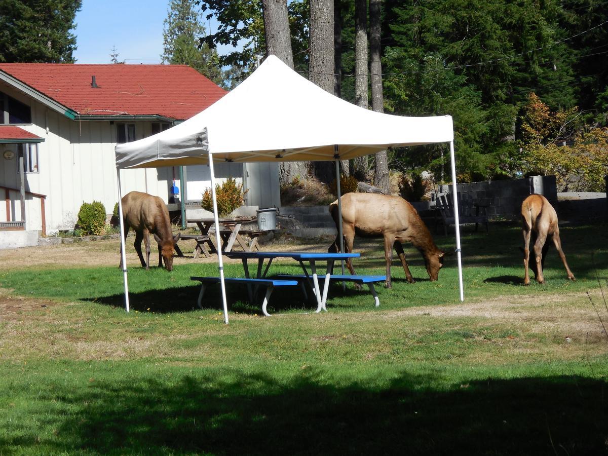 Mountain View Lodge - No Pets Allowed Packwood Exteriör bild